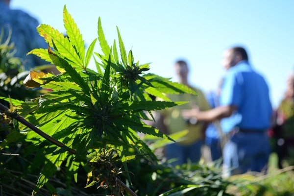 CBD Oil Midlothian TX